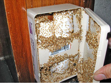 陈村灭治白蚁中心居民的家里发现了大量的白蚁