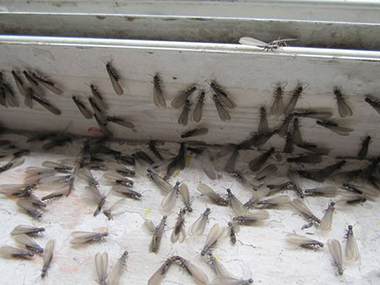均安白蚁防治公司房屋建筑主要有哪些白蚁危害