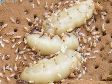 杏坛专业灭白蚁告诉你白蚁的危害，以及白蚁防治方法介绍