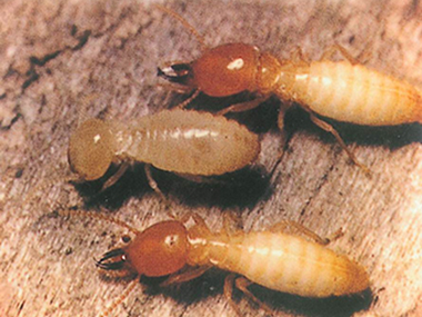 容桂白蚁防治公司防治白蚁危害有哪几个方面