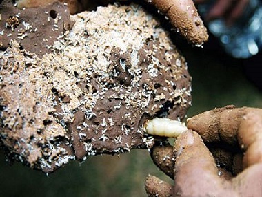 杏坛预防白蚁公司什么方法可以快速找到白蚁的巢穴