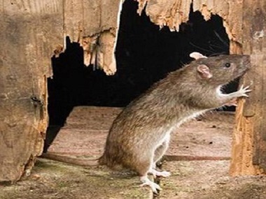 佛山除虫灭鼠公司灭鼠防鼠，如何做好环境防治