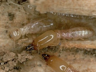 杏坛专业灭白蚁中心疫情防控期该如何做好白蚁防治
