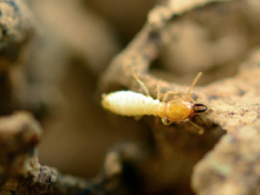北滘白蚁预防公司一般治白蚁需要多少天
