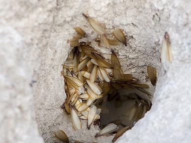 大良防治白蚁中心——白蚁巢穴的温度有多少度