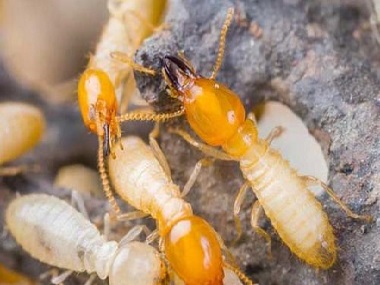 容桂灭除白蚁机构日常预防白蚁入侵的方法