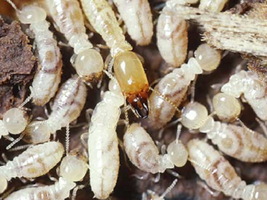 勒流专业除白蚁公司专家发布白蚁的十大误区