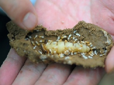 容桂白蚁消杀中心预防白蚁和灭治白蚁的方法
