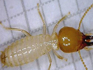 伦教白蚁防治公司带大家了解3个白蚁的危害特性