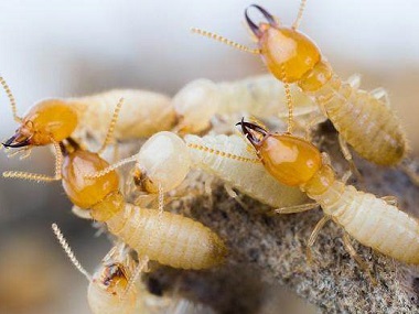 均安防治白蚁中心——有白蚁的房子还能住吗？