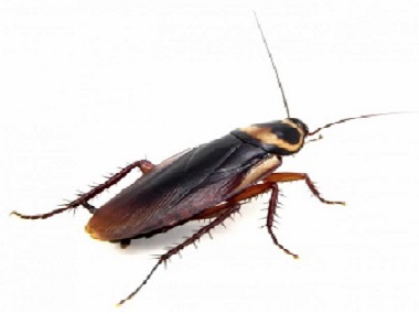 容桂有害生物防疫机构有效杀灭蟑螂的方法
