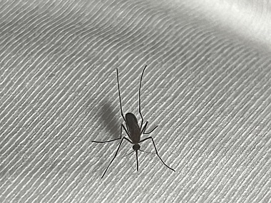 佛山病媒生物防控机构环境整治消灭蚊子工程